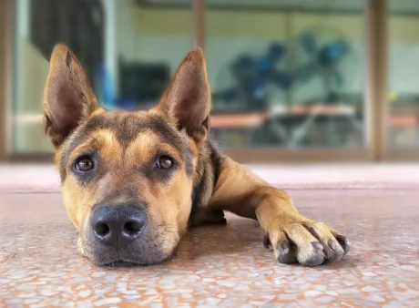 Welche Vorteile bietet ein Terrazzoboden?